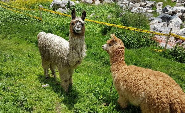 Lama, Alpaca und Vicuña – die Andenkamele